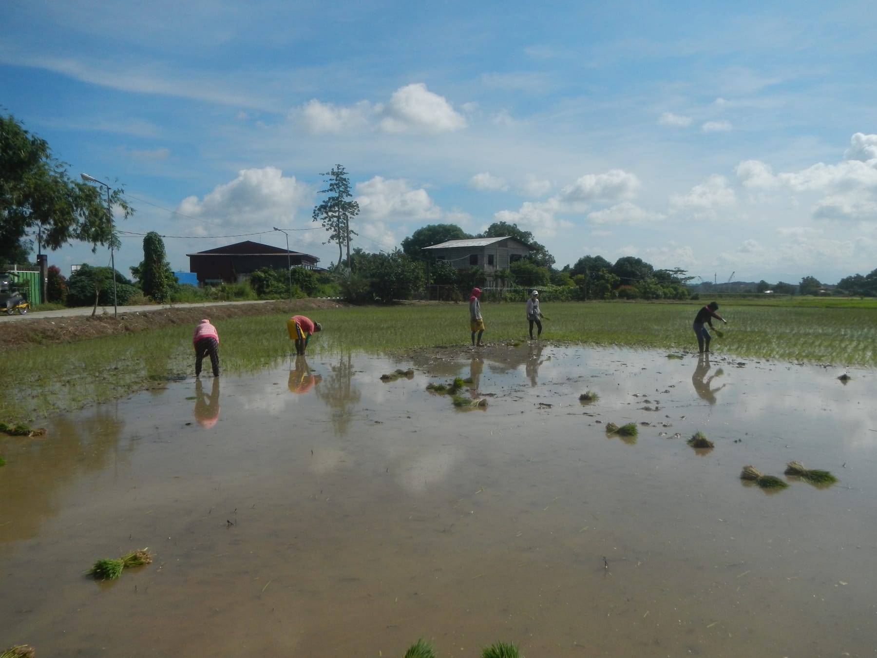 Workers planting rice in a flooded paddy field